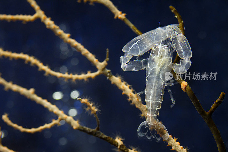 The crustacean decapod Pontonia pinnophylax重复图片